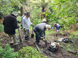 image for Restoring the native forest in Mangaonua Gully